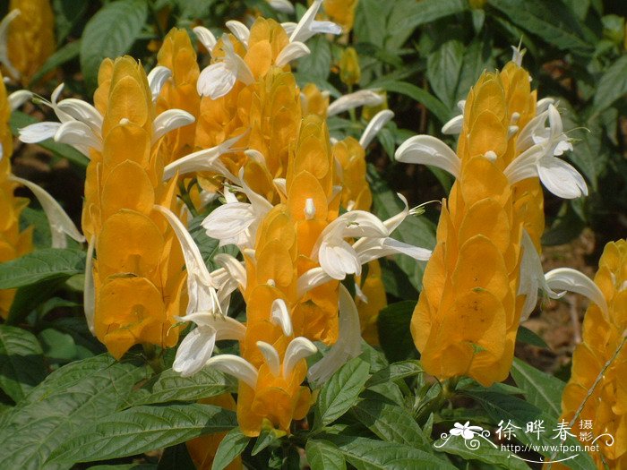 金苞花Pachystachys lutea