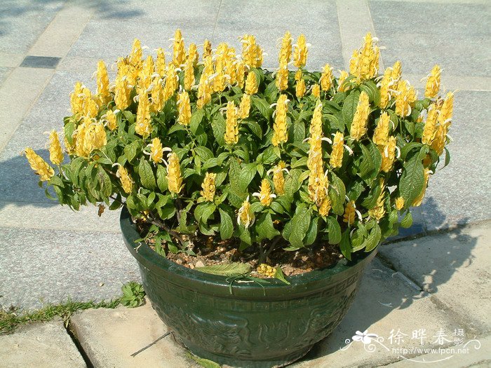 金苞花Pachystachys lutea