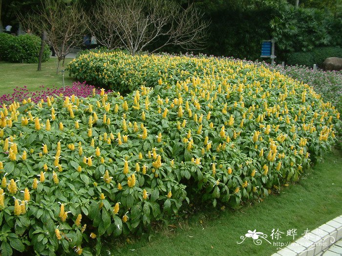 金苞花Pachystachys lutea