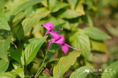 美丽爵床Peristrophe speciosa