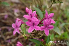 紫云杜鹃Pseuderanthemum laxiflorum