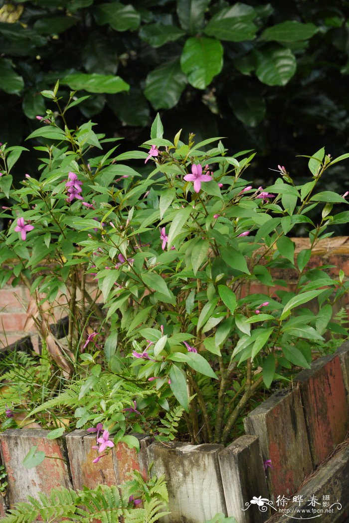 紫云杜鹃Pseuderanthemum laxiflorum