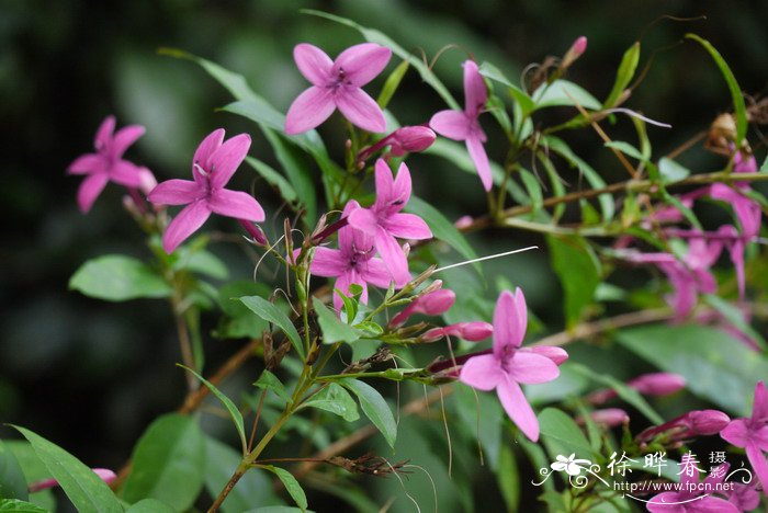 紫云杜鹃Pseuderanthemum laxiflorum