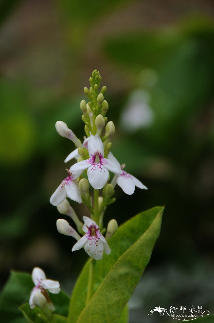 金叶拟美花Pseuderanthemum carruthersii