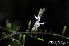 穿心莲Andrographis paniculata