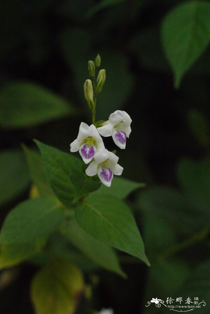 小花十万错Asystasia gangetica subsp. micrantha