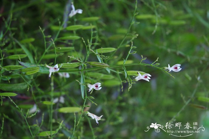 穿心莲Andrographis paniculata