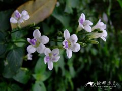 小花十万错Asystasia gangetica subsp. micrantha