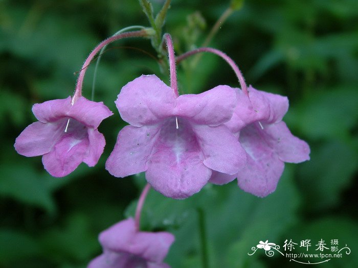 白接骨Asystasia neesiana