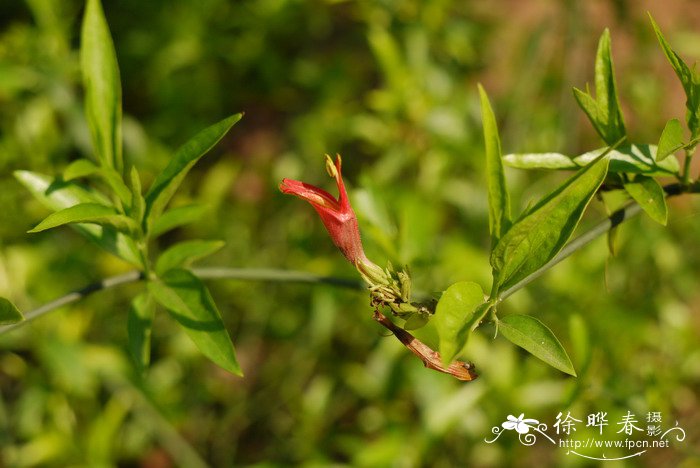 竹节黄Clinacanthus nutans