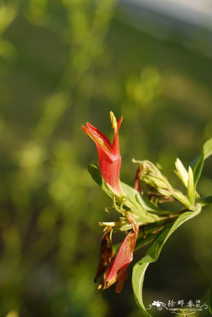 竹节黄Clinacanthus nutans