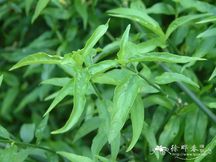 竹节黄Clinacanthus nutans