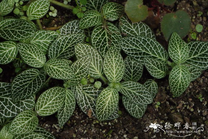 白网纹草Fittonia verschaffeltii var. argyroneura