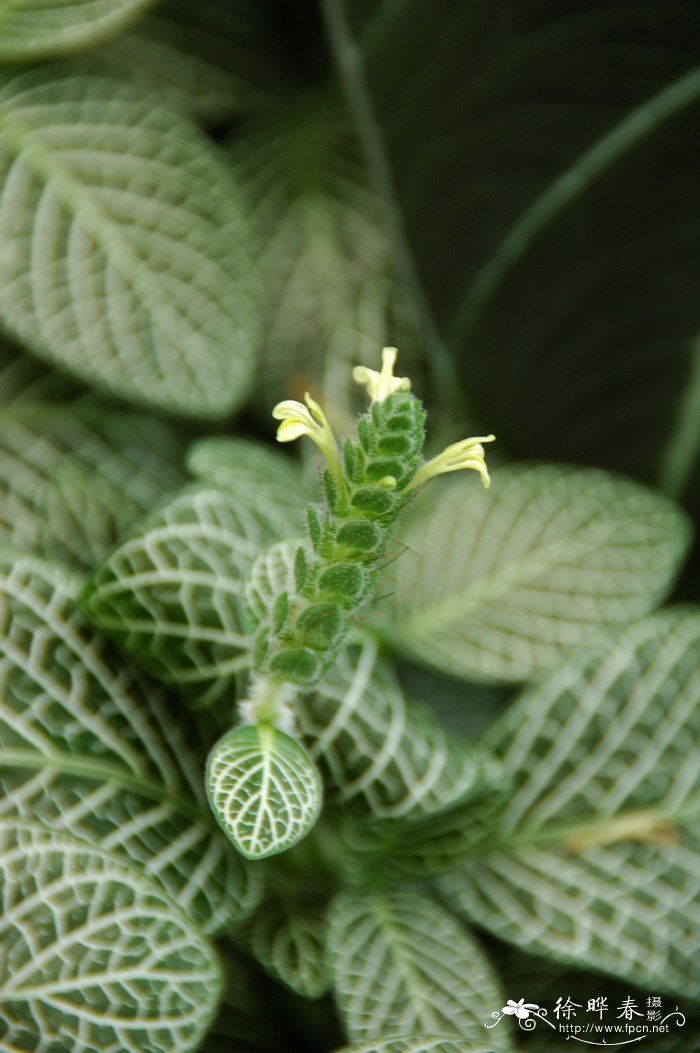 白网纹草Fittonia verschaffeltii var. argyroneura