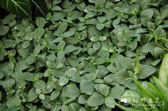 白网纹草Fittonia verschaffeltii var. argyroneura