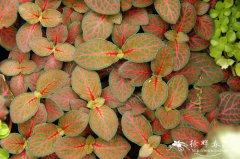 红网纹草Fittonia verschaffeltii