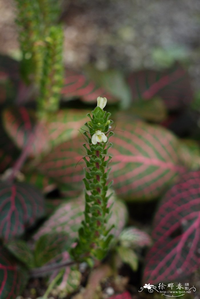 红网纹草Fittonia verschaffeltii