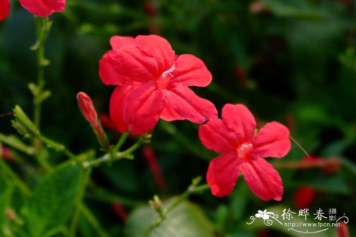 红花芦莉草Ruellia elegans