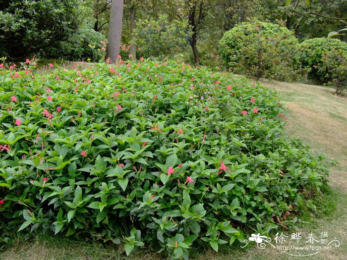 红花芦莉草Ruellia elegans