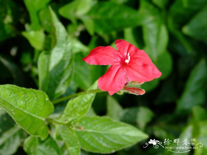 红花芦莉草Ruellia elegans