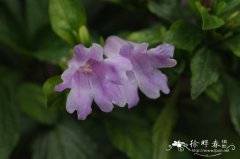 南板蓝根Strobilanthes cusia