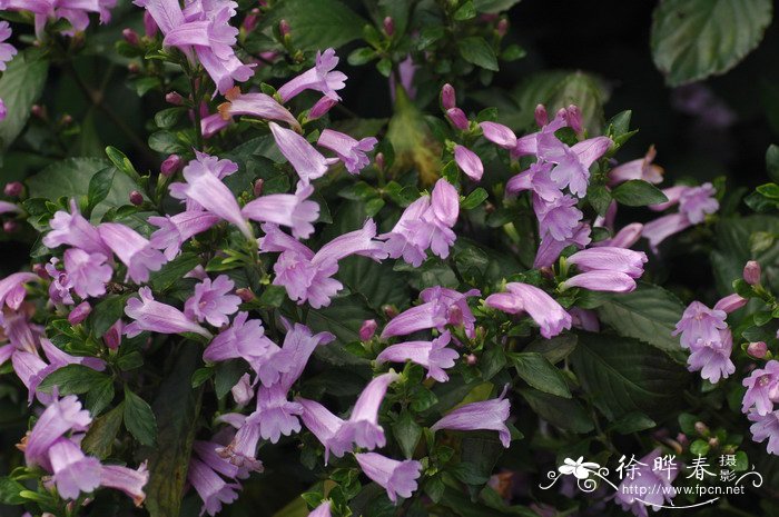 南板蓝根Strobilanthes cusia