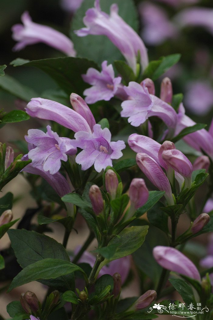 南板蓝根Strobilanthes cusia