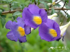 直立山牵牛Thunbergia erecta