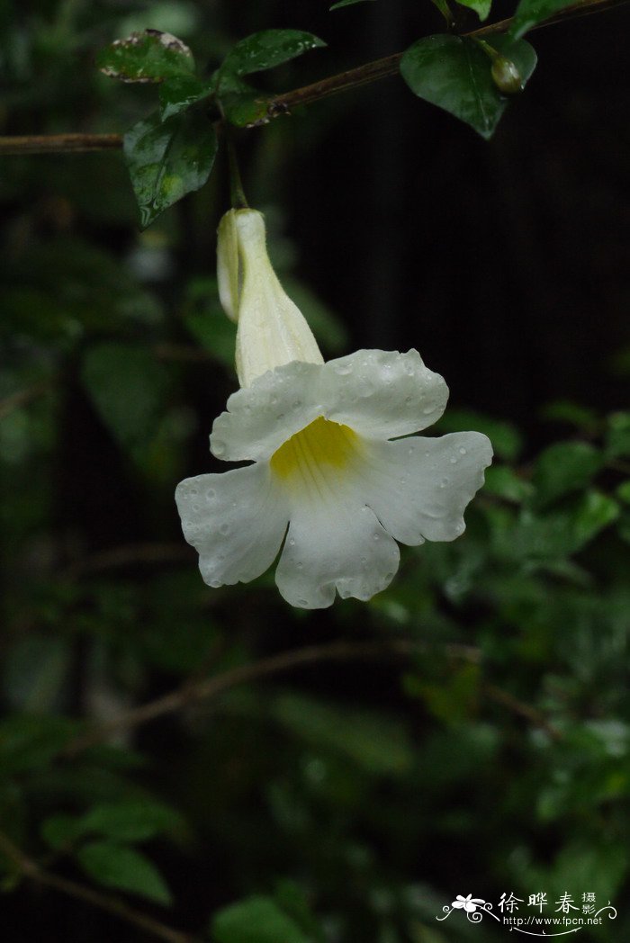 直立山牵牛Thunbergia erecta