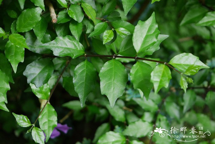 直立山牵牛Thunbergia erecta
