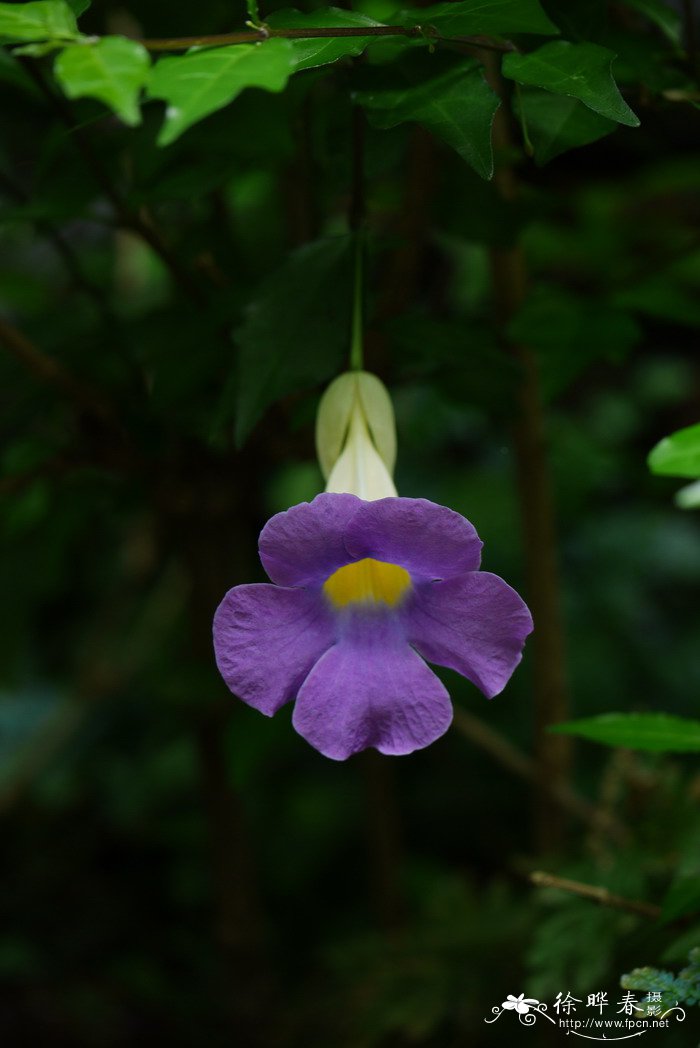 直立山牵牛Thunbergia erecta