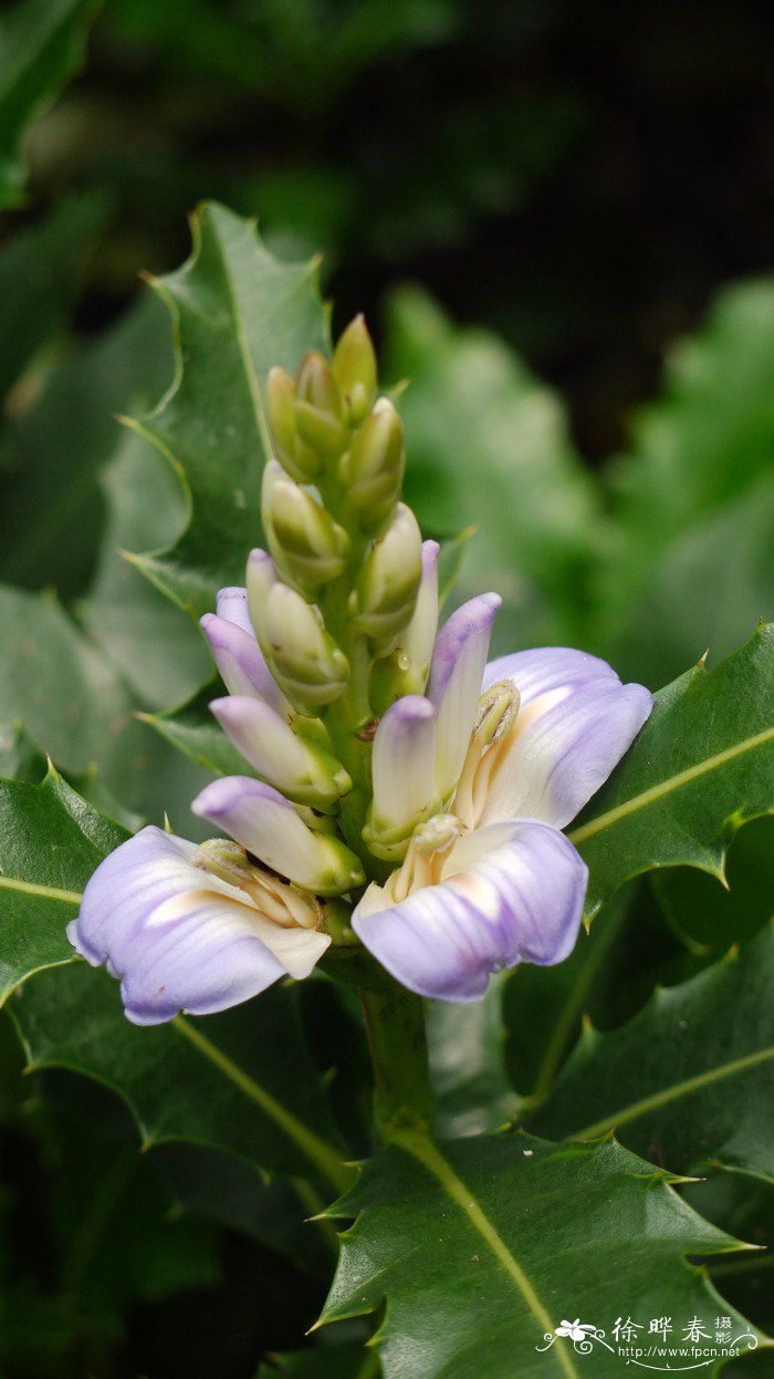 老鼠簕Acanthus ilicifolius