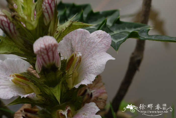 山叶蓟Acanthus montanus