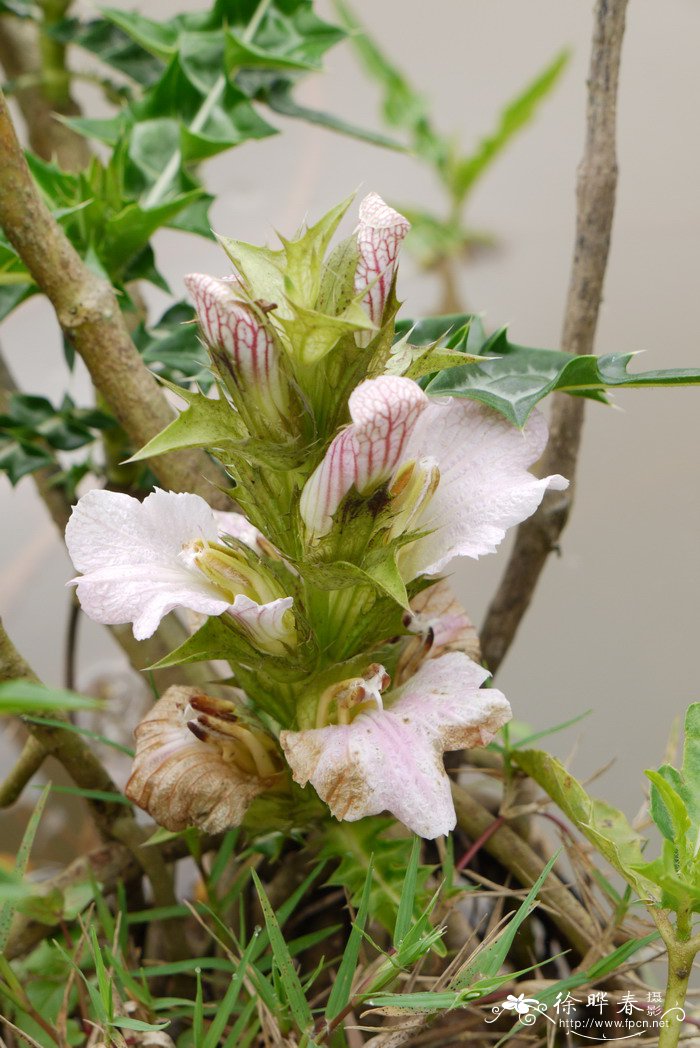 山叶蓟Acanthus montanus