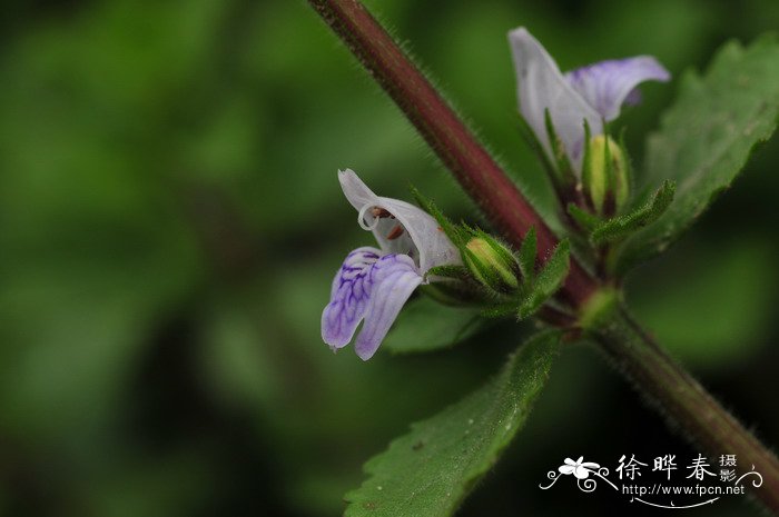 水罗兰Hygrophila difformis