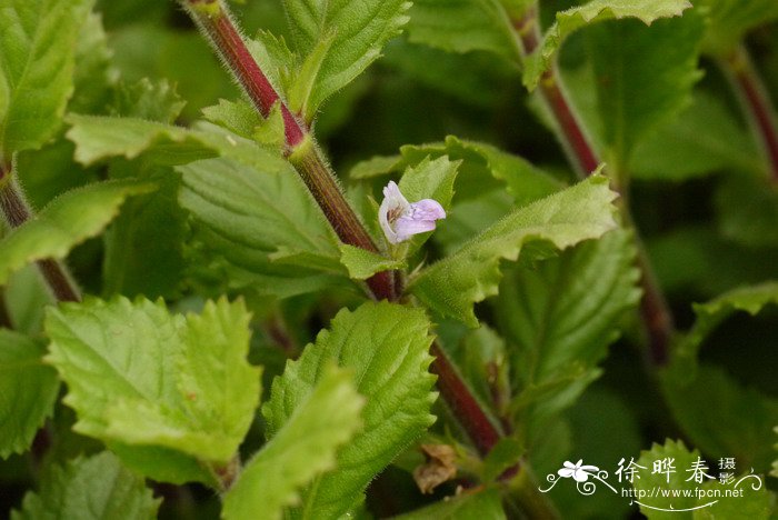 水罗兰Hygrophila difformis