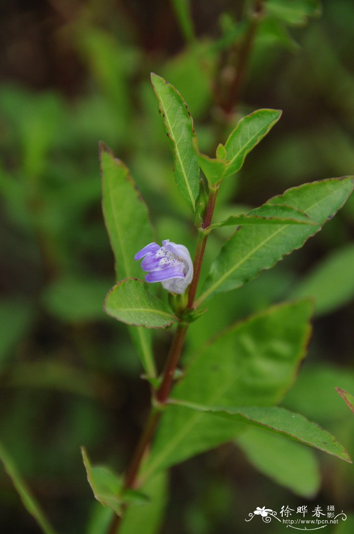 大花水蓑衣Hygrophila megalantha