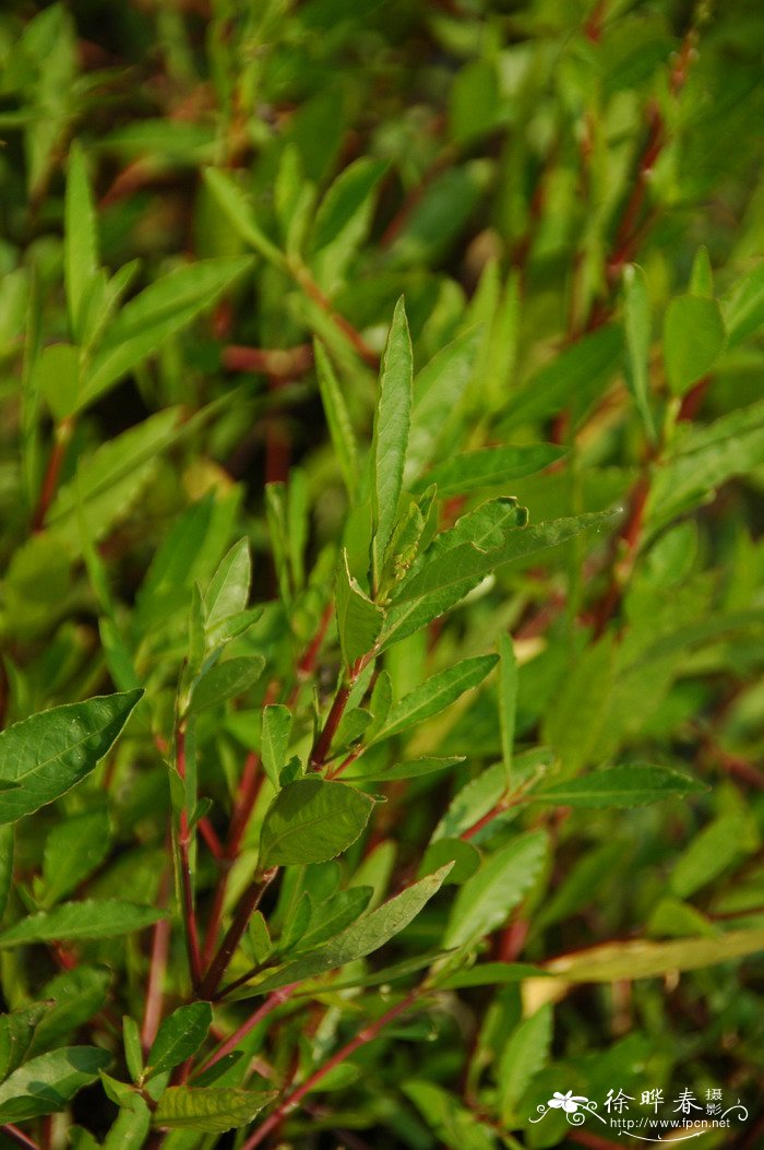 大花水蓑衣Hygrophila megalantha