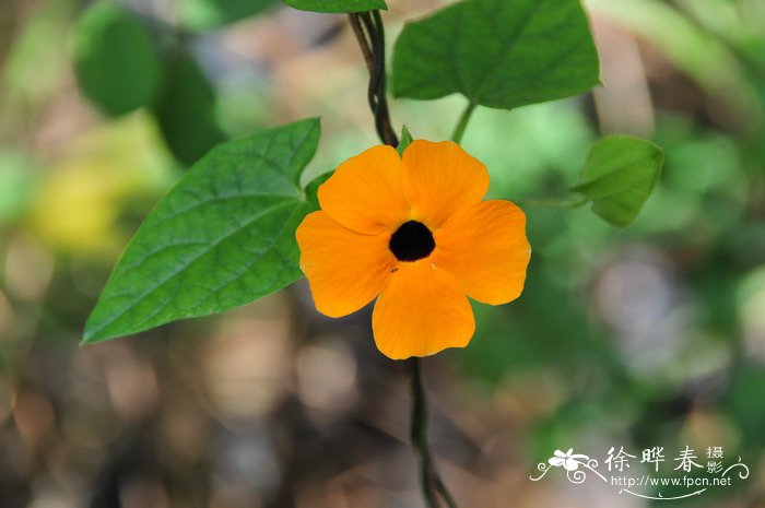 黑眼花Thunbergia alata