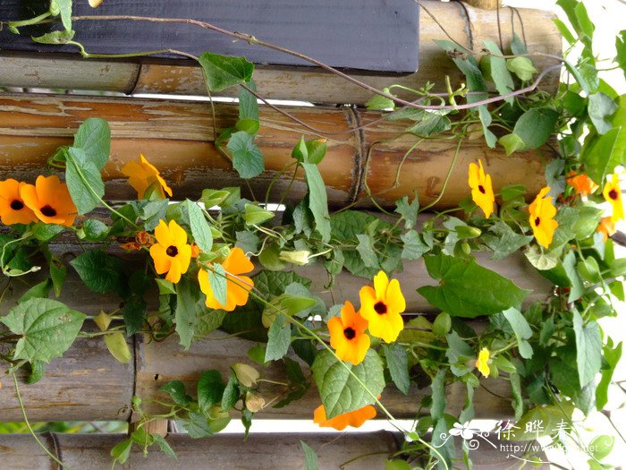 黑眼花Thunbergia alata