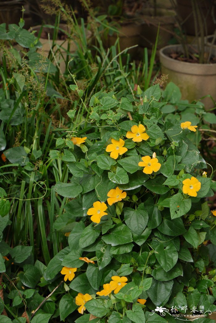 黑眼花Thunbergia alata