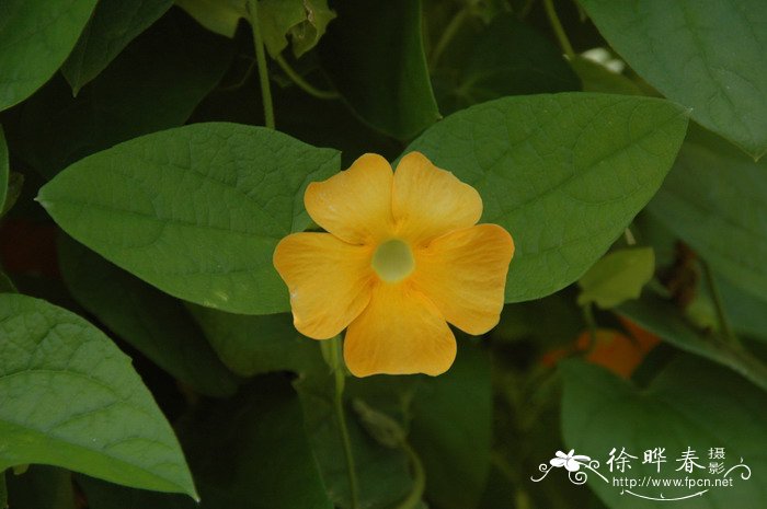 黑眼花Thunbergia alata