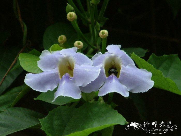 山牵牛Thunbergia grandiflora