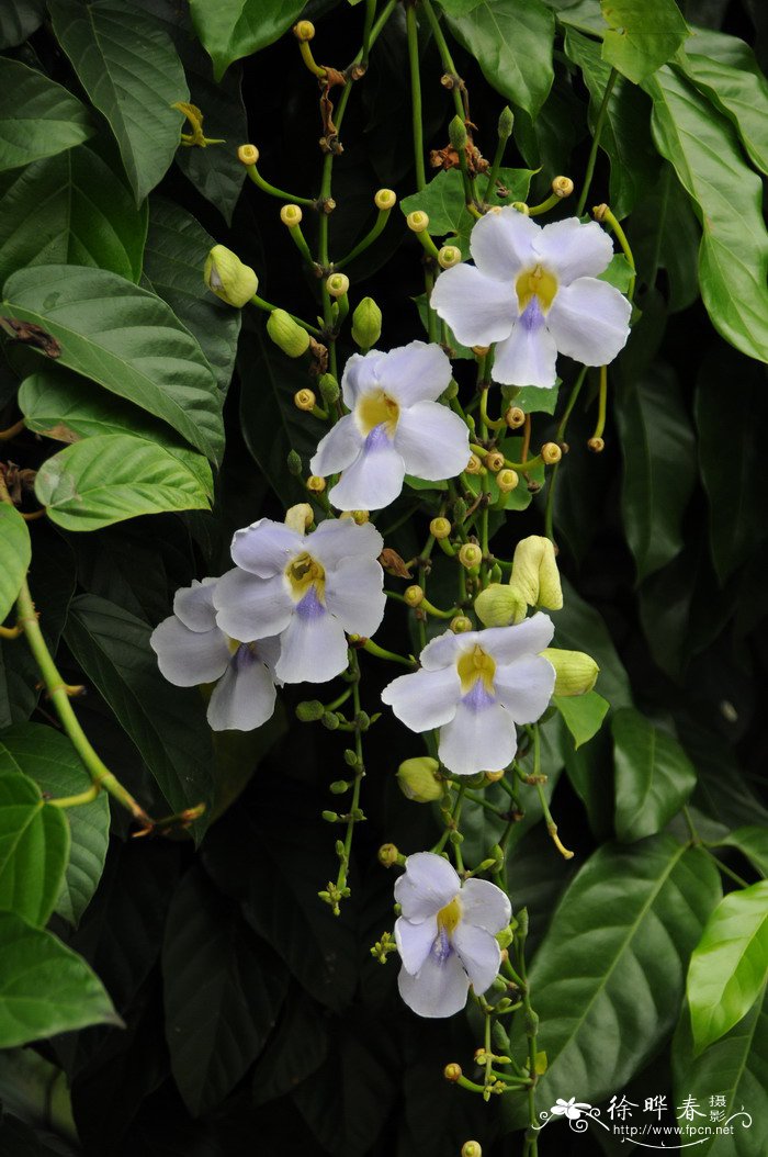 山牵牛Thunbergia grandiflora