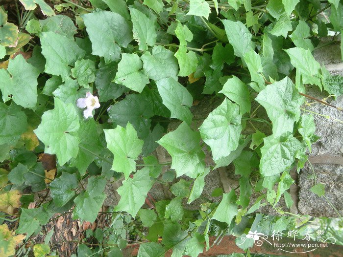 山牵牛Thunbergia grandiflora