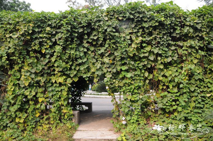 山牵牛Thunbergia grandiflora