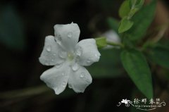 海南山牵牛Thunbergia fragrans subsp. hainanensis