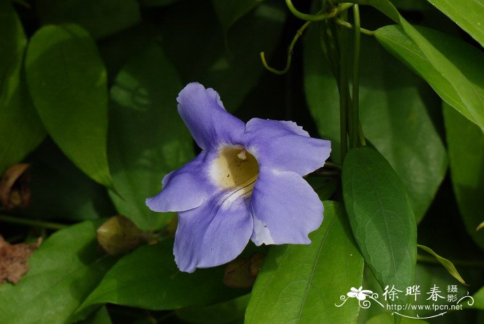 樟叶山牵牛Thunbergia laurifolia