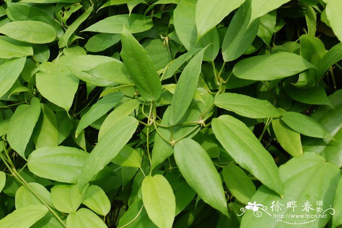 樟叶山牵牛Thunbergia laurifolia