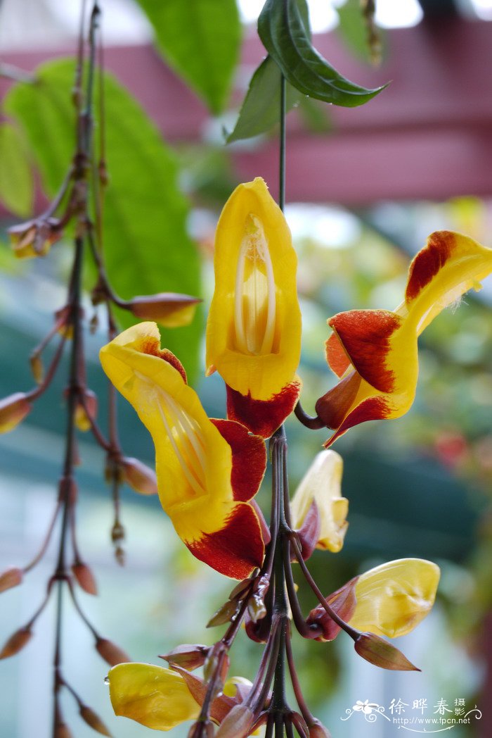 黄花老鸦嘴Thunbergia mysorensis